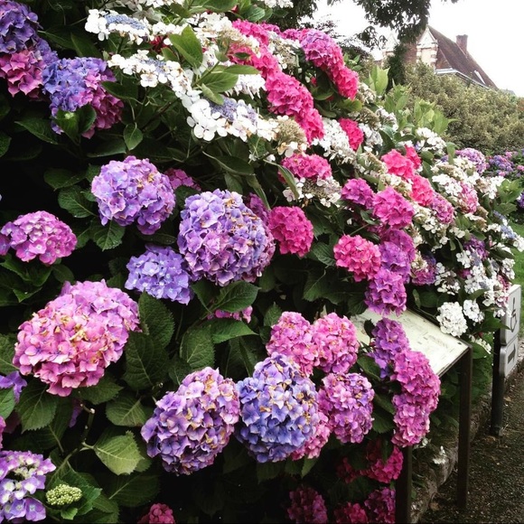 Meet your Posher, Amitha - Picture 1 of 1